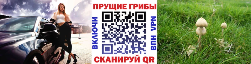 Галлюциногенные грибы прущие грибы Торопец